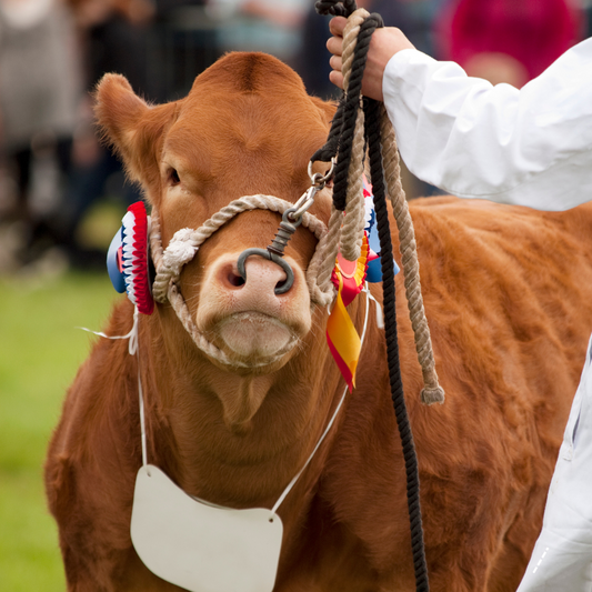 Stithians Show 2025: Everything You Need To Know